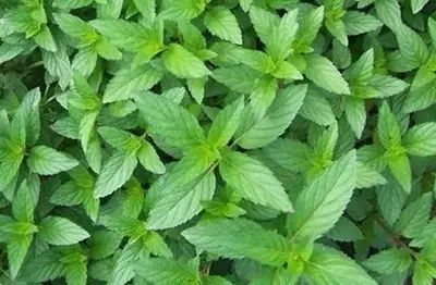 黑龙江富硒大米有哪些（黑龙江省富硒大米）-硒宝网