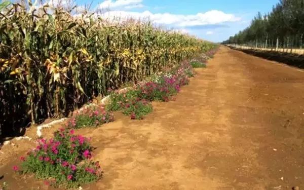 黑龙江富硒大米有哪些（黑龙江省富硒大米）-硒宝网