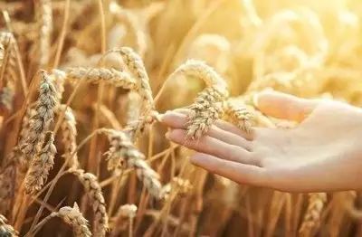 黑龙江富硒大米有哪些（黑龙江省富硒大米）-硒宝网