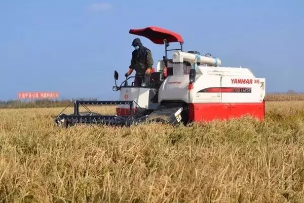 黑龙江富硒大米有哪些（黑龙江省富硒大米）-硒宝网