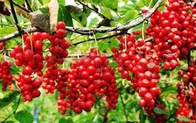 黑龙江富硒大米有哪些（黑龙江省富硒大米）-硒宝网