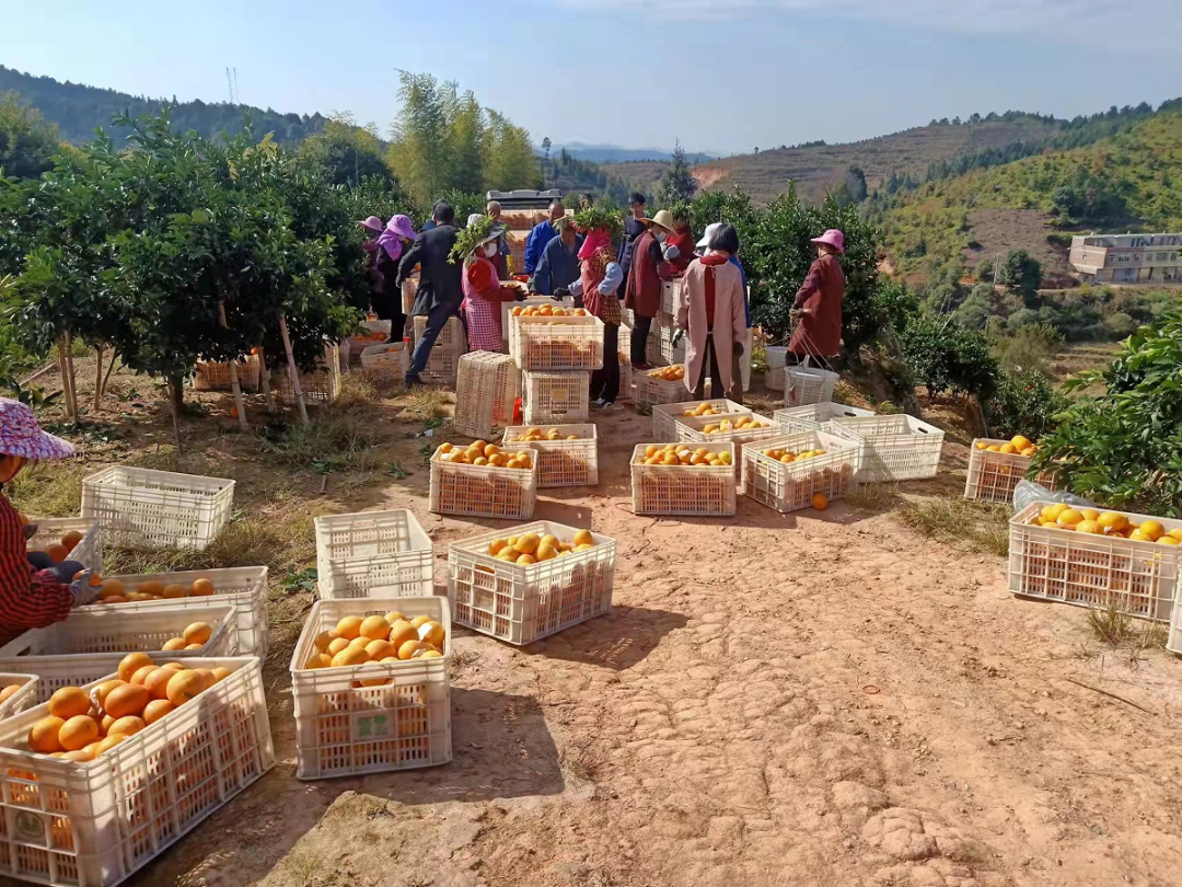 寻乌县菖蒲乡富硒大米（柳河大米姐富硒大米）-硒宝网