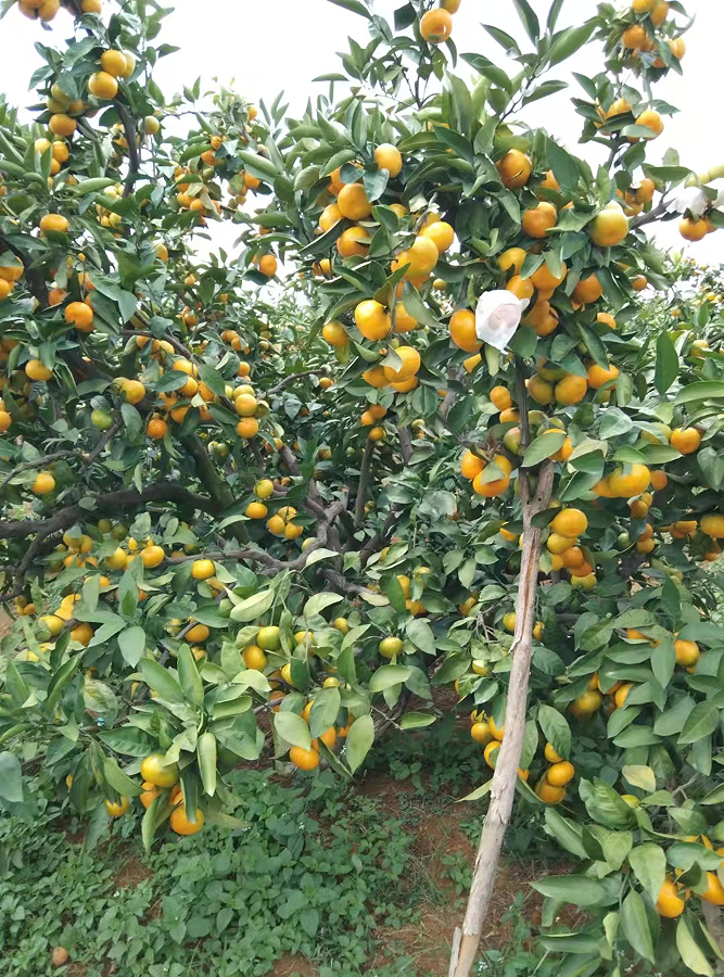 寻乌县菖蒲乡富硒大米（柳河大米姐富硒大米）-硒宝网