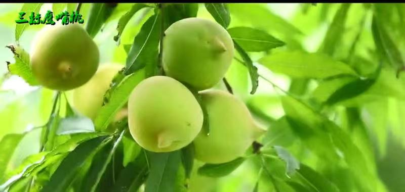 寻乌县菖蒲乡富硒大米（柳河大米姐富硒大米）-硒宝网