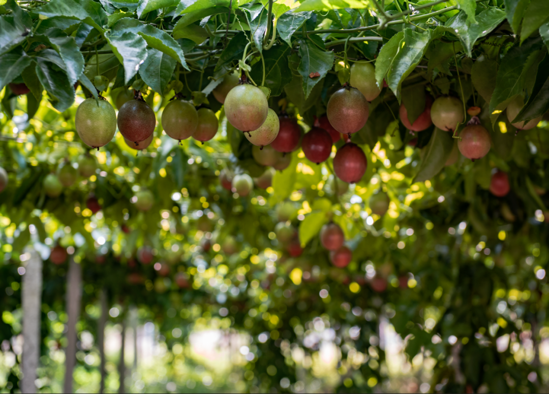 寻乌县菖蒲乡富硒大米（柳河大米姐富硒大米）-硒宝网