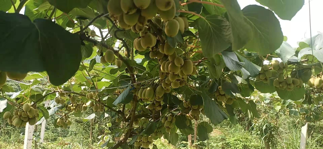 寻乌县菖蒲乡富硒大米（柳河大米姐富硒大米）-硒宝网