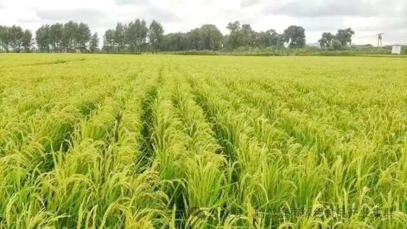 黑龙江富硒大米有哪些（东北富硒大米产地）-硒宝网