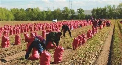 富硒大米产地供应价格(中国天然富硒大米产地)-硒宝网