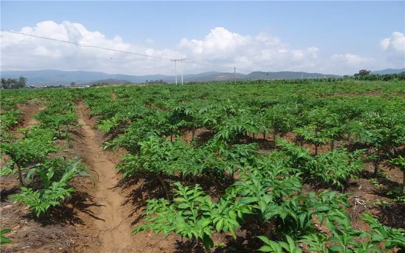 施瓦茨富硒大米好吃吗(富硒大米能补硒吗)-硒宝网