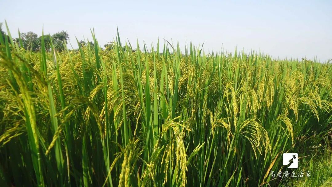 方正富硒营养大米价格(方正大米含硒)-硒宝网