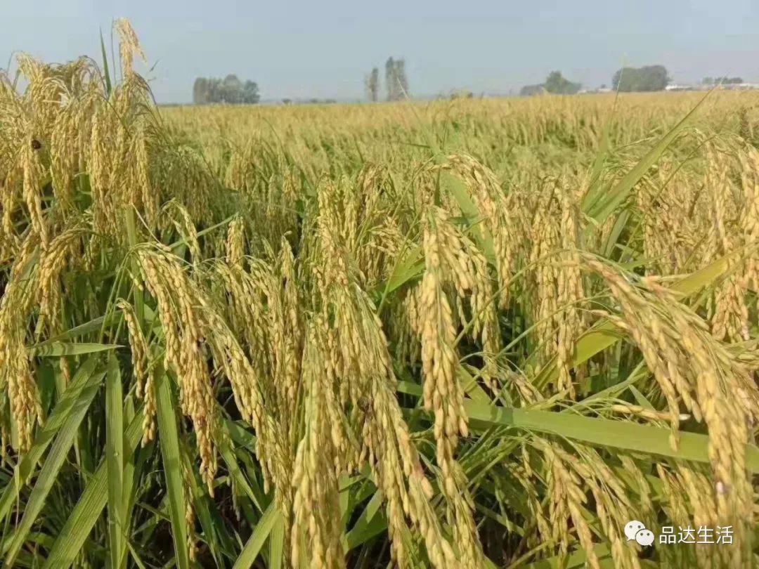 富硒大米原产地在哪里(大米产地富硒原料有哪些)-硒宝网
