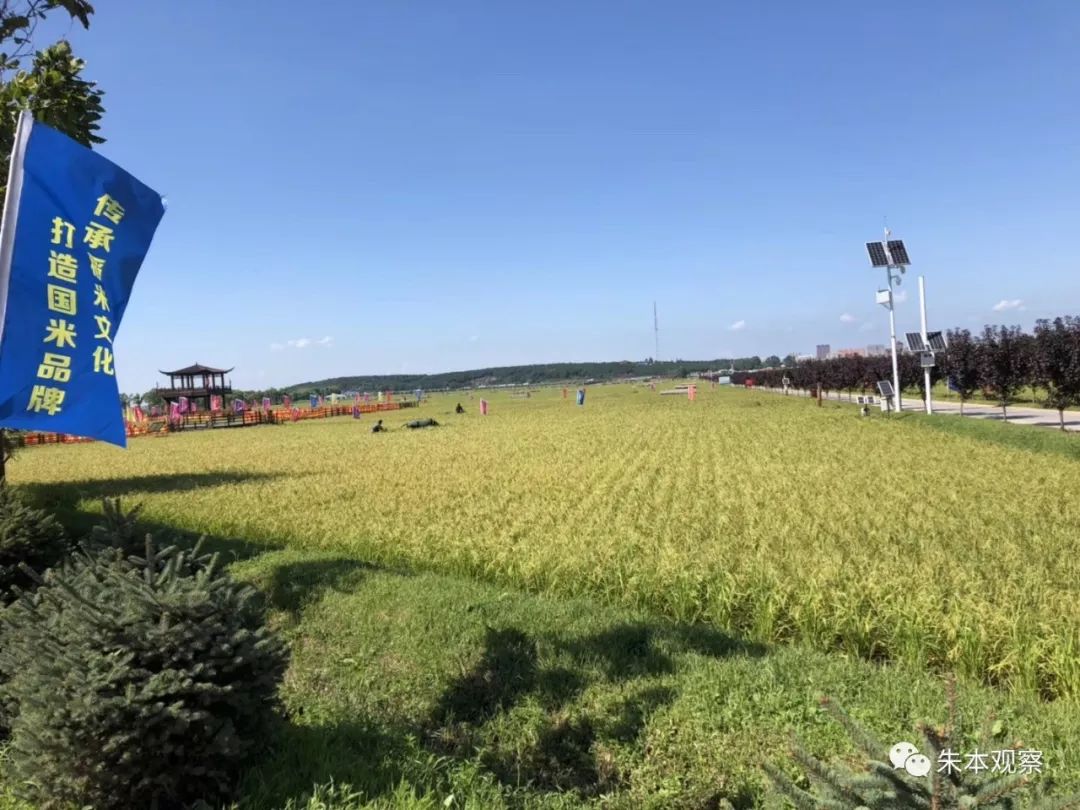 东北富硒大米市场分析（东北富硒米怎么样）-硒宝网