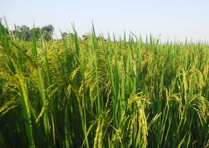 天然富硒大米多少一斤(富硒的大米)-硒宝网