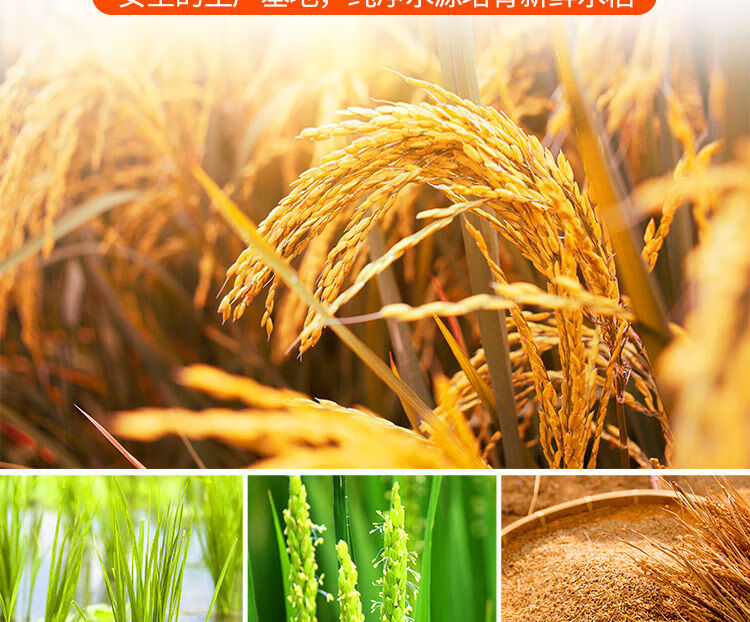 辽宁鸭田富硒大米价格（鸭田大米多少钱一袋）-硒宝网