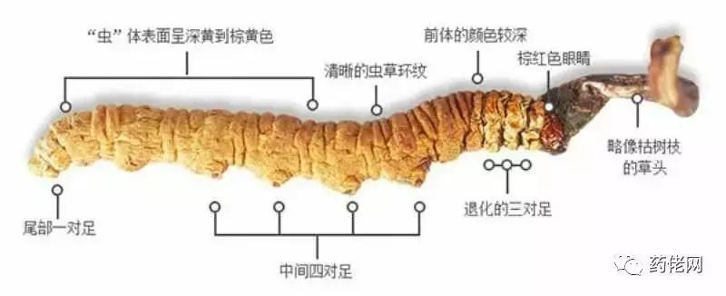 大米富硒造假如何处理(大米造假处理富硒的方法)-硒宝网