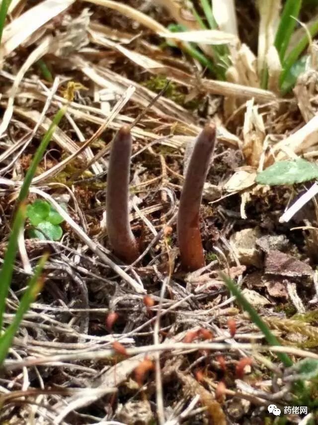 大米富硒造假如何处理(大米造假处理富硒的方法)-硒宝网