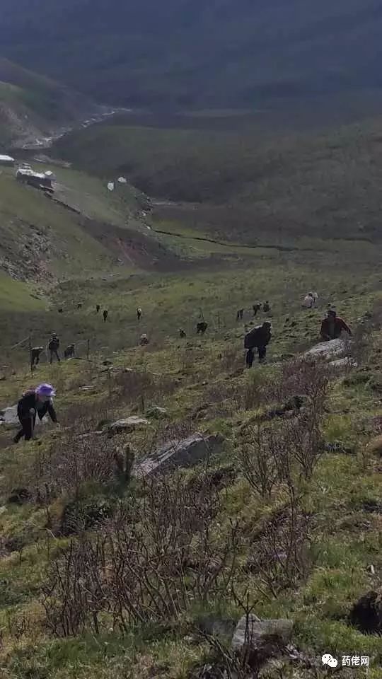 大米富硒造假如何处理(大米造假处理富硒的方法)-硒宝网