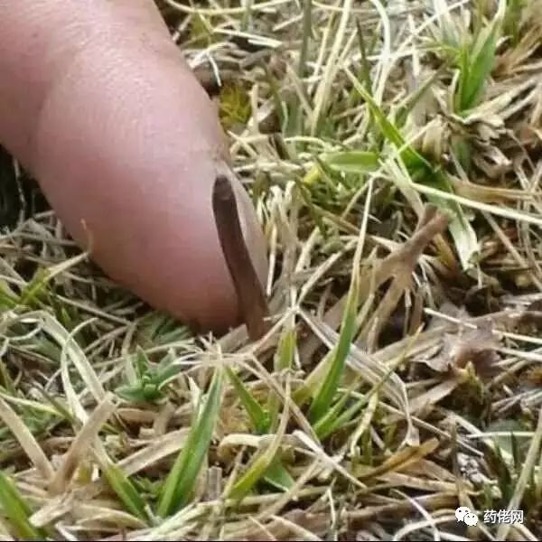 大米富硒造假如何处理(大米造假处理富硒的方法)-硒宝网