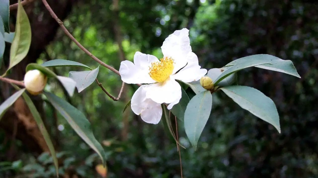 富硒汉粮大米价格多少(富硒大米的价格)-硒宝网
