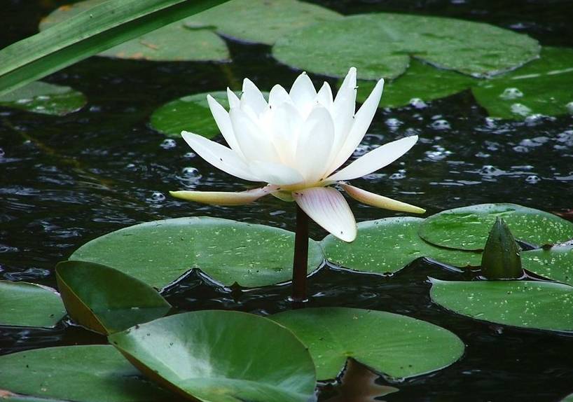 富硒汉粮大米价格多少(富硒大米的价格)-硒宝网