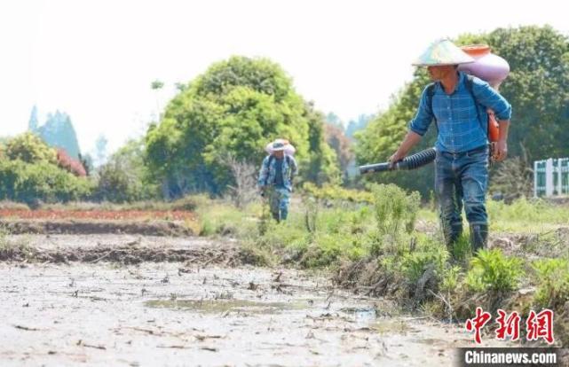 金华富硒大米怎么样的(富硒大米硒含量标准)-硒宝网