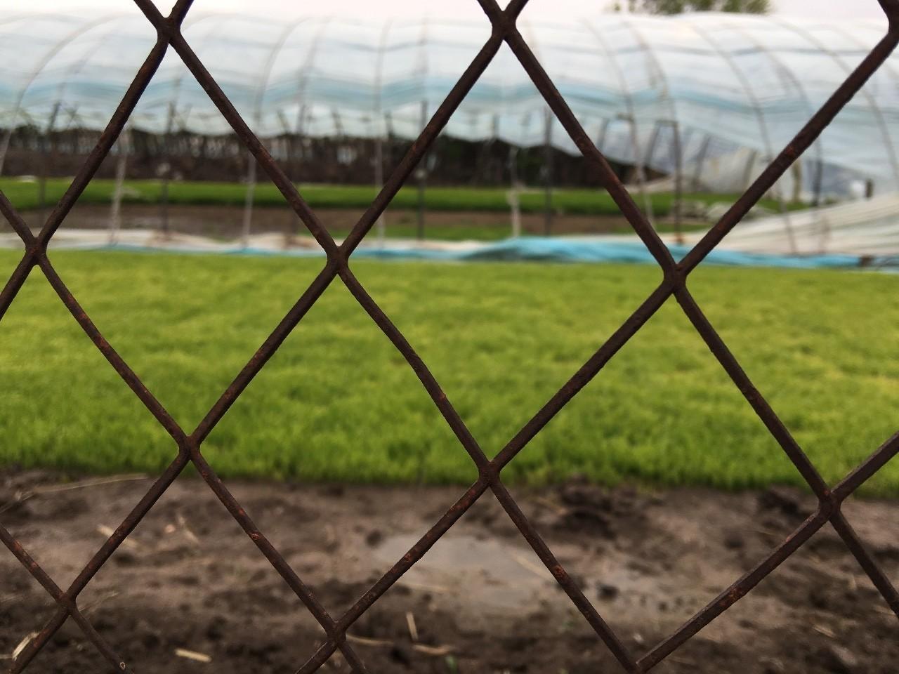 五常大米富硒肥好吃么(富硒米好吃还是五常米好吃)-硒宝网