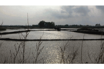 五常大米富硒肥好吃么(富硒米好吃还是五常米好吃)-硒宝网