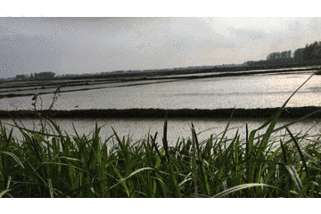 五常大米富硒肥好吃么(富硒米好吃还是五常米好吃)-硒宝网