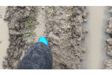 五常大米富硒肥好吃么(富硒米好吃还是五常米好吃)-硒宝网