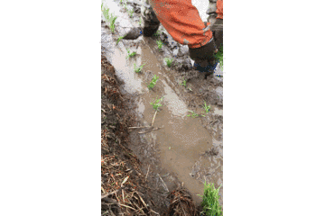 五常大米富硒肥好吃么(富硒米好吃还是五常米好吃)-硒宝网