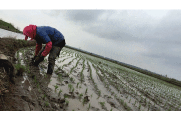 五常大米富硒肥好吃么(富硒米好吃还是五常米好吃)-硒宝网