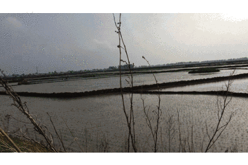 五常大米富硒肥好吃么(富硒米好吃还是五常米好吃)-硒宝网