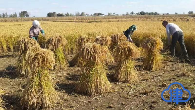 五常大米富硒肥好吃么（富硒大米和五常大米的区别）-硒宝网