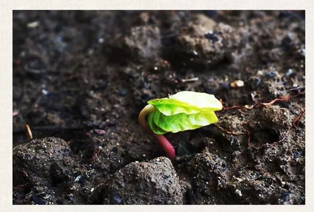 梧桐河富硒大米多少钱(梧桐河米业)-硒宝网