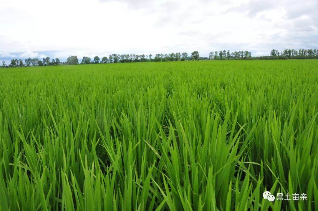 梧桐河富硒大米多少钱(梧桐河米业)-硒宝网