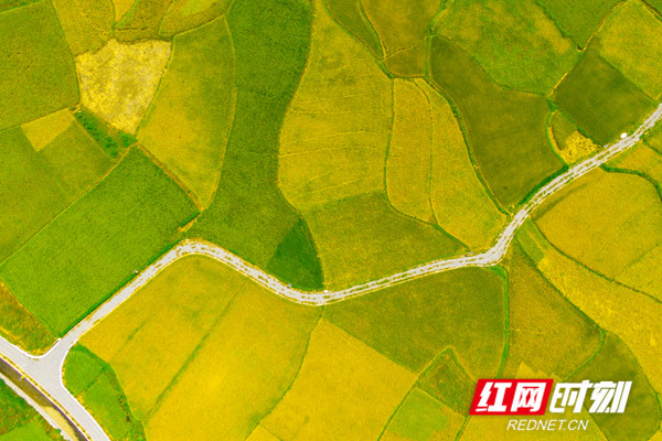 湖南省永州市富硒大米(富硒大米原产地在哪里)-硒宝网