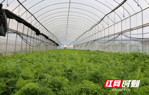 湖南省永州市富硒大米(富硒大米原产地在哪里)-硒宝网