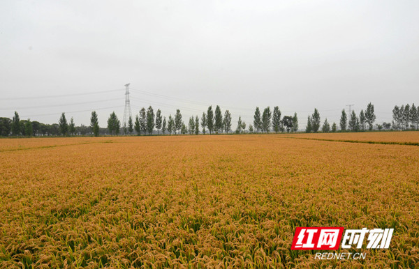 湖南省永州市富硒大米(富硒大米原产地在哪里)-硒宝网