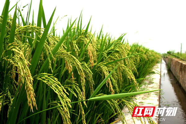 湖南省永州市富硒大米(富硒大米原产地在哪里)-硒宝网