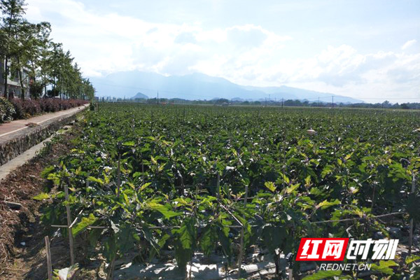 湖南省永州市富硒大米(富硒大米原产地在哪里)-硒宝网