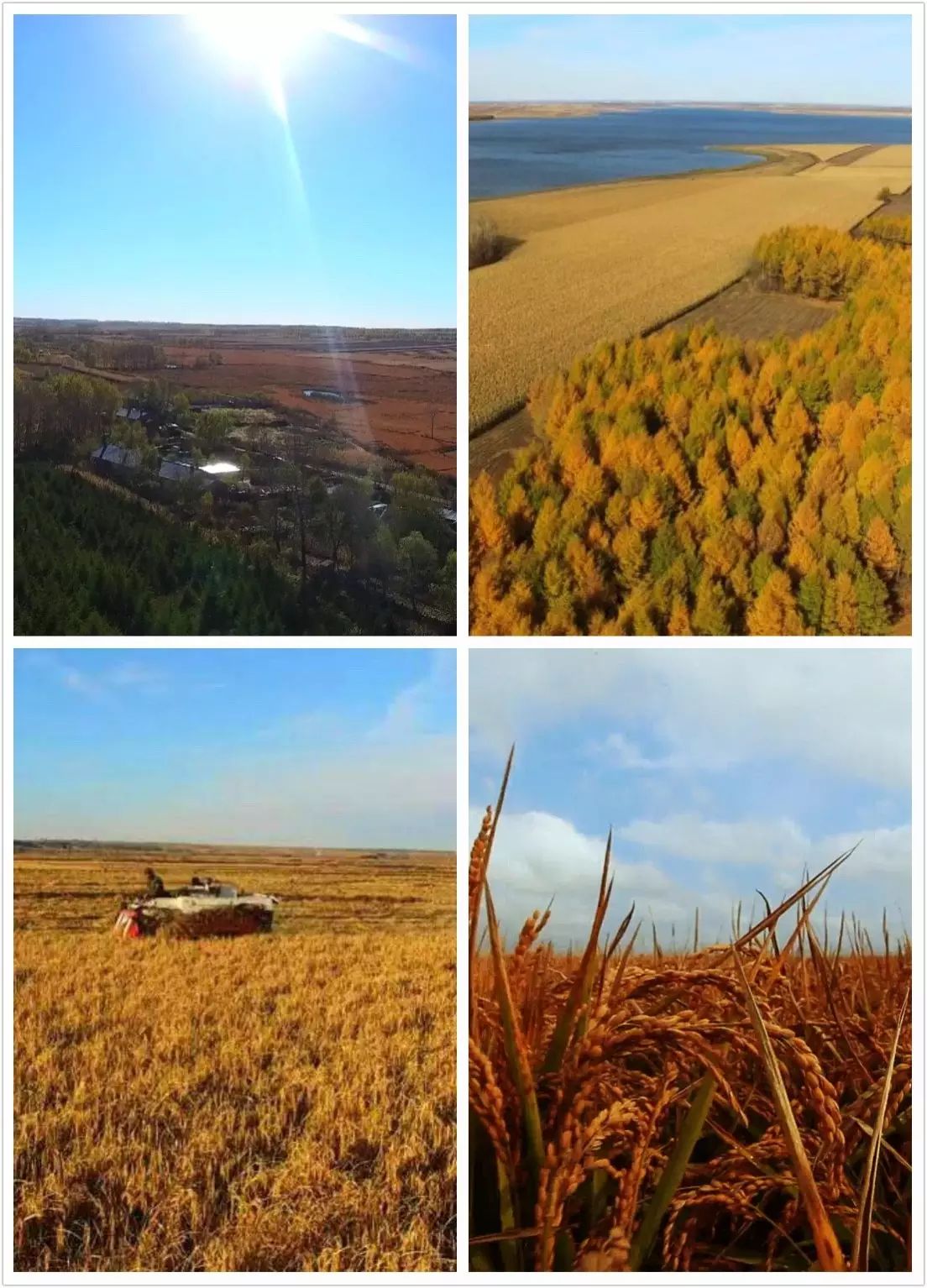 黑龙江省海伦富硒大米（黑龙江有富硒米吗）-硒宝网