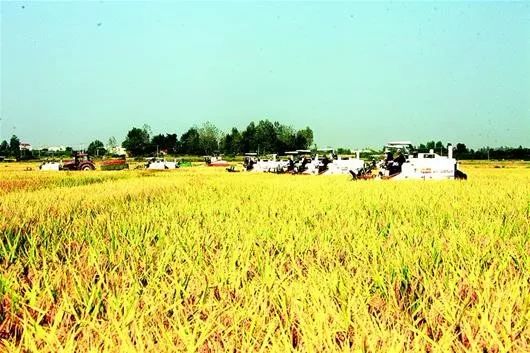 鄂香2号富硒大米价格(富硒香米多少钱一斤)-硒宝网