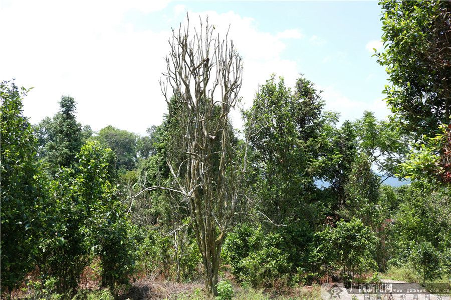 5公斤富硒大米多少钱（富硒大米对人体的好处）-硒宝网