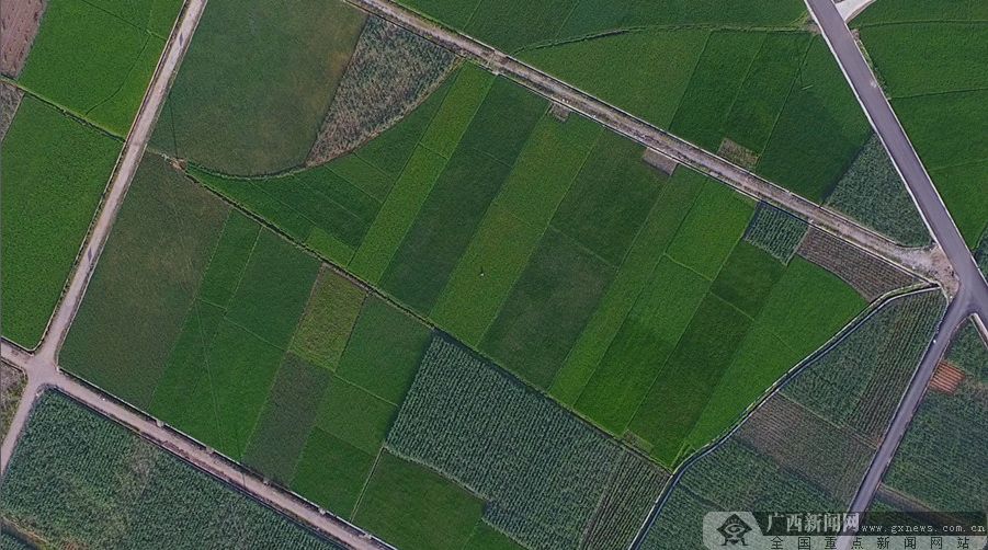 5公斤富硒大米多少钱（富硒大米对人体的好处）-硒宝网