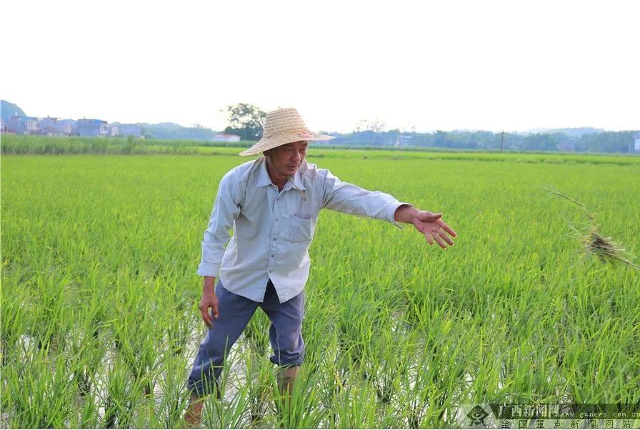 5公斤富硒大米多少钱（富硒大米对人体的好处）-硒宝网