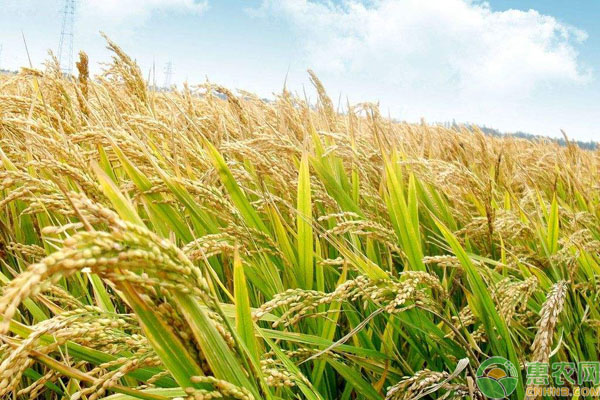 济宁富硒大米收购价格(济宁大米厂)-硒宝网