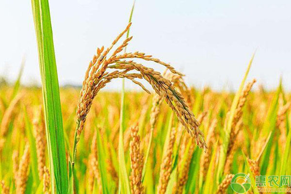 济宁富硒大米收购价格(济宁大米厂)-硒宝网