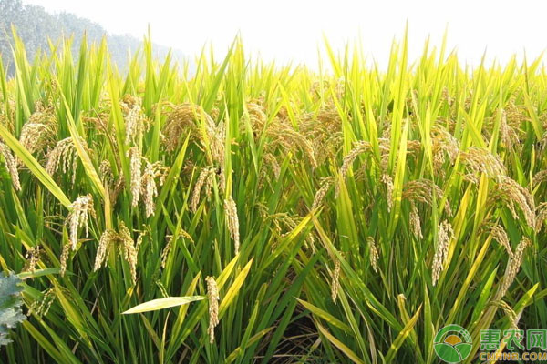 济宁富硒大米收购价格(济宁大米厂)-硒宝网