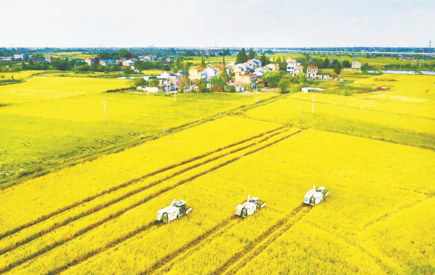 湖北省仙桃市富硒大米（仙桃富硒农产品）-硒宝网