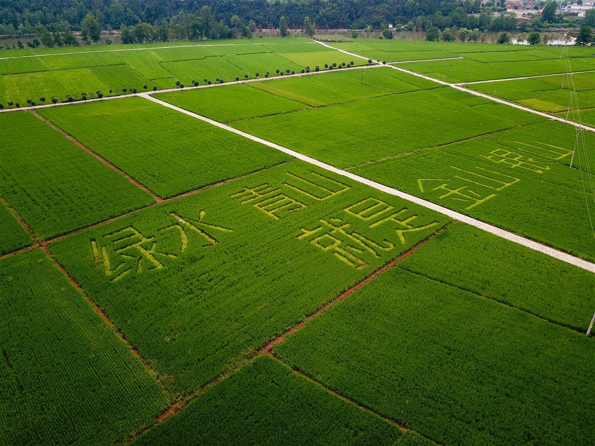湖北省仙桃市富硒大米(湖北仙桃大米多少钱一斤)-硒宝网